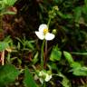 Fotografia 7 da espécie Sagittaria trifolia do Jardim Botânico UTAD