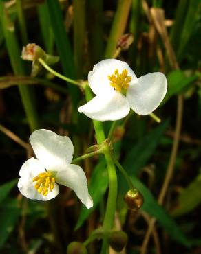 Fotografia 8 da espécie Sagittaria trifolia no Jardim Botânico UTAD