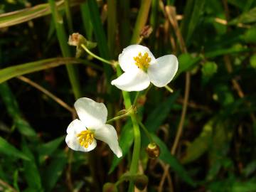 Fotografia da espécie Sagittaria trifolia