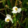 Fotografia 8 da espécie Sagittaria trifolia do Jardim Botânico UTAD