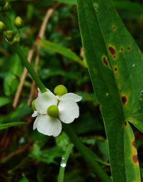 Fotografia 9 da espécie Sagittaria trifolia no Jardim Botânico UTAD