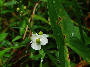 Fotografia da espécie Sagittaria trifolia