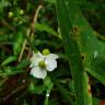 Fotografia 9 da espécie Sagittaria trifolia do Jardim Botânico UTAD