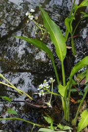 Fotografia da espécie Sagittaria platyphylla