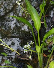 Fotografia da espécie Sagittaria platyphylla