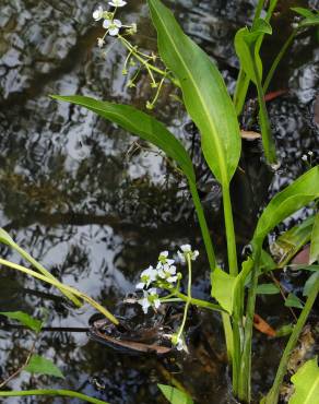 Fotografia 1 da espécie Sagittaria platyphylla no Jardim Botânico UTAD