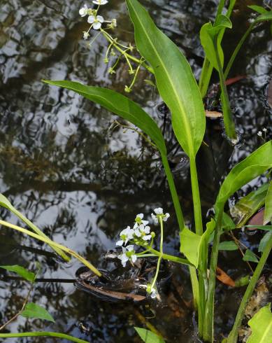 Fotografia de capa Sagittaria platyphylla - do Jardim Botânico