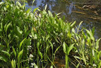 Fotografia da espécie Sagittaria platyphylla