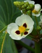 Fotografia da espécie Sagittaria montevidensis