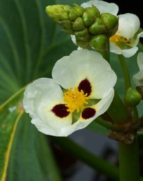 Fotografia 1 da espécie Sagittaria montevidensis no Jardim Botânico UTAD