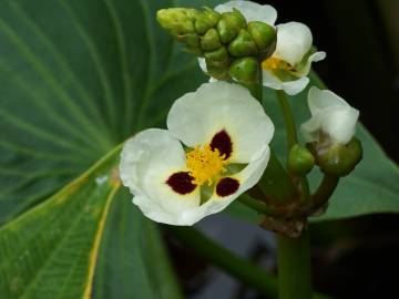 Fotografia da espécie Sagittaria montevidensis