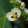 Fotografia 1 da espécie Sagittaria montevidensis do Jardim Botânico UTAD