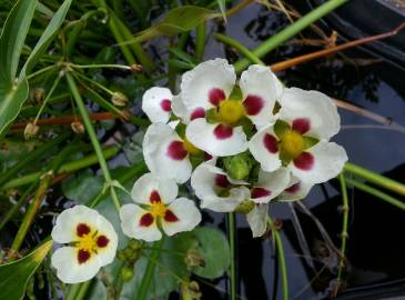 Fotografia da espécie Sagittaria montevidensis