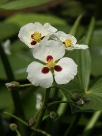 Fotografia da espécie Sagittaria montevidensis