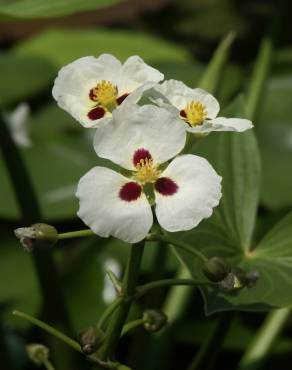 Fotografia 3 da espécie Sagittaria montevidensis no Jardim Botânico UTAD