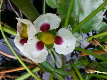 Fotografia da espécie Sagittaria montevidensis