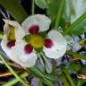 Fotografia 4 da espécie Sagittaria montevidensis do Jardim Botânico UTAD