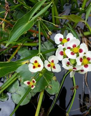 Fotografia 5 da espécie Sagittaria montevidensis no Jardim Botânico UTAD