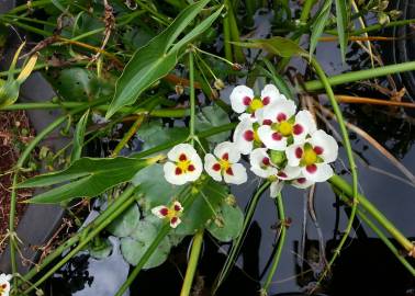 Fotografia da espécie Sagittaria montevidensis