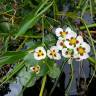 Fotografia 5 da espécie Sagittaria montevidensis do Jardim Botânico UTAD