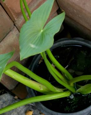 Fotografia 6 da espécie Sagittaria montevidensis no Jardim Botânico UTAD