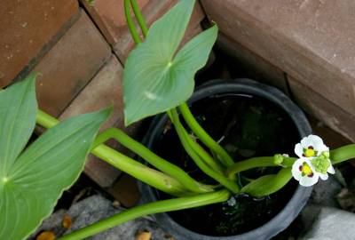 Fotografia da espécie Sagittaria montevidensis