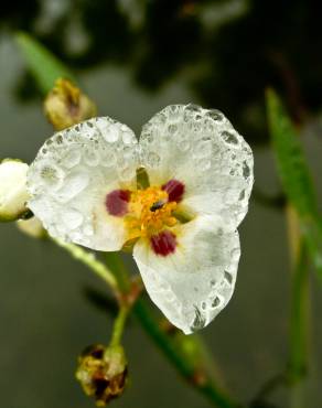 Fotografia 7 da espécie Sagittaria montevidensis no Jardim Botânico UTAD