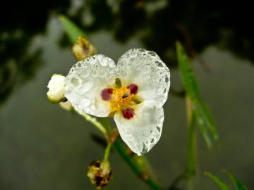 Fotografia da espécie Sagittaria montevidensis