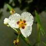 Fotografia 7 da espécie Sagittaria montevidensis do Jardim Botânico UTAD