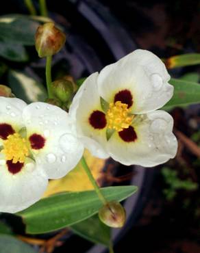 Fotografia 8 da espécie Sagittaria montevidensis no Jardim Botânico UTAD