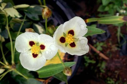 Fotografia da espécie Sagittaria montevidensis