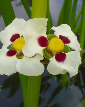 Fotografia 9 da espécie Sagittaria montevidensis no Jardim Botânico UTAD