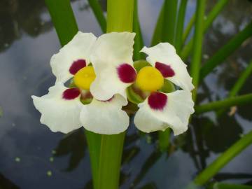 Fotografia da espécie Sagittaria montevidensis