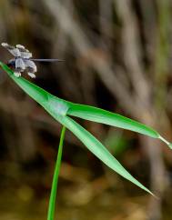 Sagittaria longiloba