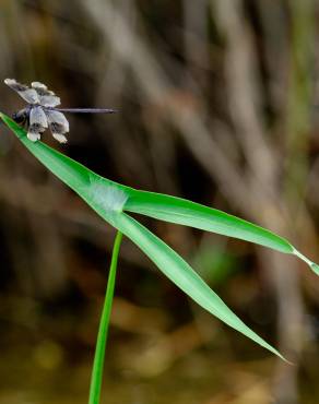 Fotografia 1 da espécie Sagittaria longiloba no Jardim Botânico UTAD