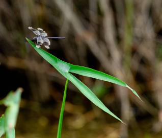 Fotografia da espécie Sagittaria longiloba