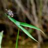 Fotografia 1 da espécie Sagittaria longiloba do Jardim Botânico UTAD