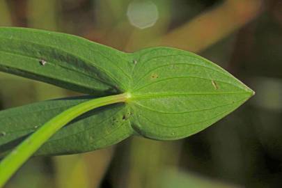 Fotografia da espécie Sagittaria longiloba