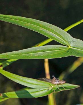 Fotografia 3 da espécie Sagittaria longiloba no Jardim Botânico UTAD