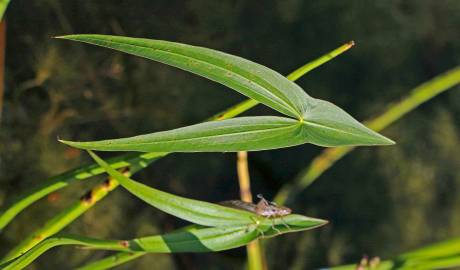 Fotografia da espécie Sagittaria longiloba