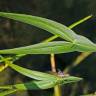 Fotografia 3 da espécie Sagittaria longiloba do Jardim Botânico UTAD