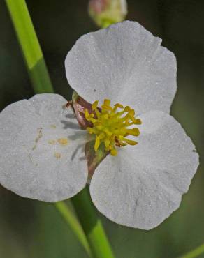 Fotografia 4 da espécie Sagittaria longiloba no Jardim Botânico UTAD