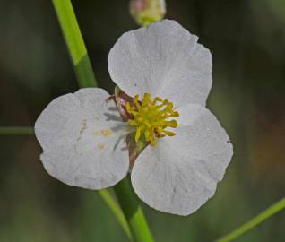 Fotografia da espécie Sagittaria longiloba