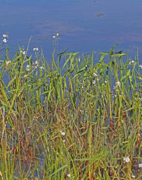 Fotografia 5 da espécie Sagittaria longiloba no Jardim Botânico UTAD