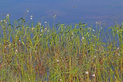 Fotografia da espécie Sagittaria longiloba