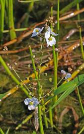 Fotografia da espécie Sagittaria longiloba