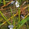 Fotografia 6 da espécie Sagittaria longiloba do Jardim Botânico UTAD