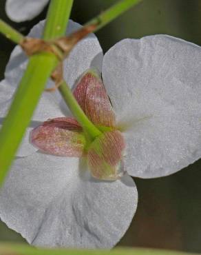 Fotografia 7 da espécie Sagittaria longiloba no Jardim Botânico UTAD