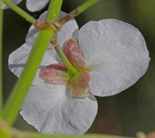 Fotografia da espécie Sagittaria longiloba