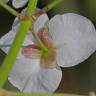 Fotografia 7 da espécie Sagittaria longiloba do Jardim Botânico UTAD